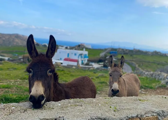Naira Family Mykonos